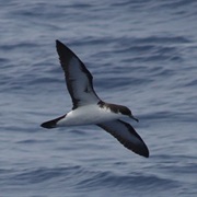 Newell&#39;s Shearwater