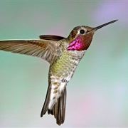 Anna&#39;s Hummingbird