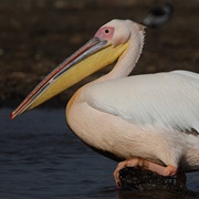 Great White Pelican (Romania)