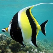 Moorish Idol