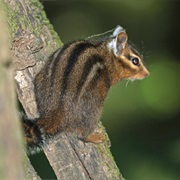 Allen&#39;s Chipmunk