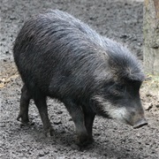 White-Lipped Peccary