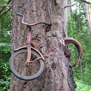 Bicycle Tree