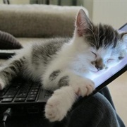 Sleeping on Your Keyboard