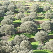 Admire Sifnos&#39; Terraced Olive Groves