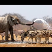 Etosha National Park