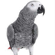 Pets (Parrot)