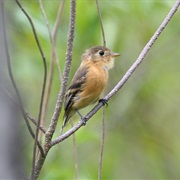 Buff-Breasted Flycatcher