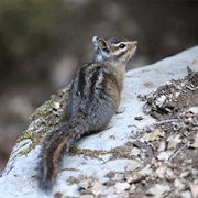 Siskiyou Chipmunk