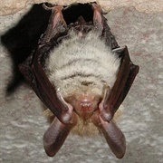 Bechstein&#39;s Bat