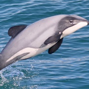 Hector&#39;s Dolphin