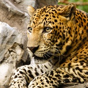 Javan Leopard