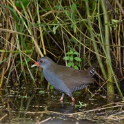 Paint-Billed Crake