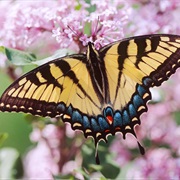 Swallowtail Butterfly