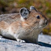 Alpine Pika