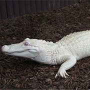 Crocodile