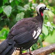 Black-Fronted Piping Guan