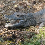 Dwarf Crocodile