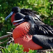 Frigate Bird Sanctuary, Barbuda