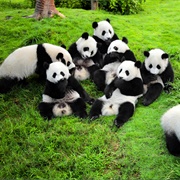 Panda Sanctuaries