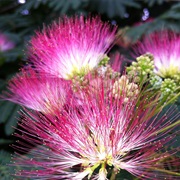 Mimosa Tree Flower