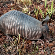 Long-Nosed Armadillo