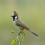 Himalayan Bulbul (Bahrain)