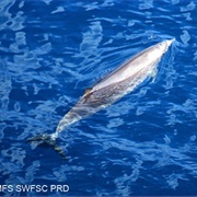 Pygmy Beaked Whale