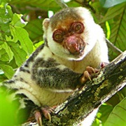 Admiralty Island Cuscus