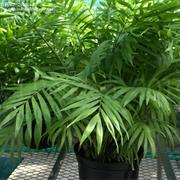 Parlor Palm