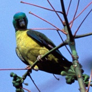 Blue-Winged Racket-Tail