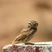 Little Owl (Greece)