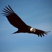 See Andean Condors in Argentina