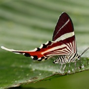 Staudinger&#39;s Longtail