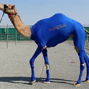Compression Suit for Camel