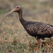 Giant Ibis (Cambodia)