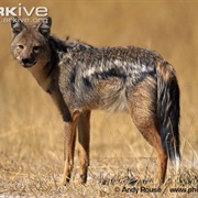 Side-Striped Jackal