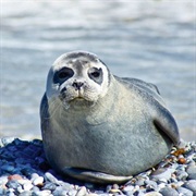 Which Animals Live at the Beach