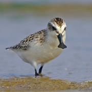 Spoon Billed Sandpiper