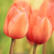 Tulip