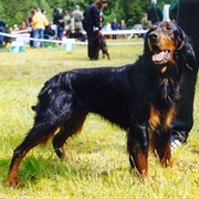 Gordon Setter