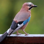 Eurasian Jay