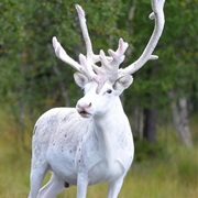 Reindeer