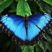 Brazilian Morpho