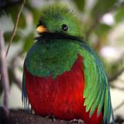 Resplendent Quetzal