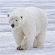A Polar Bear&#39;S Outer Fur Is Called &#39;Guard Hair&#39;