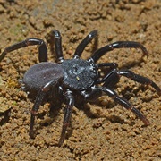 Trap-Door Spider