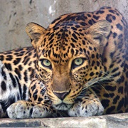Indochinese Leopard