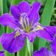 Irises