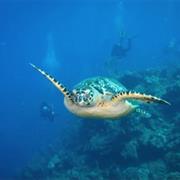 Jackson Reef, Straits of Tiran, Red Sea, Egypt